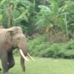 Wild Elephants Spotted Near Sikharchandi