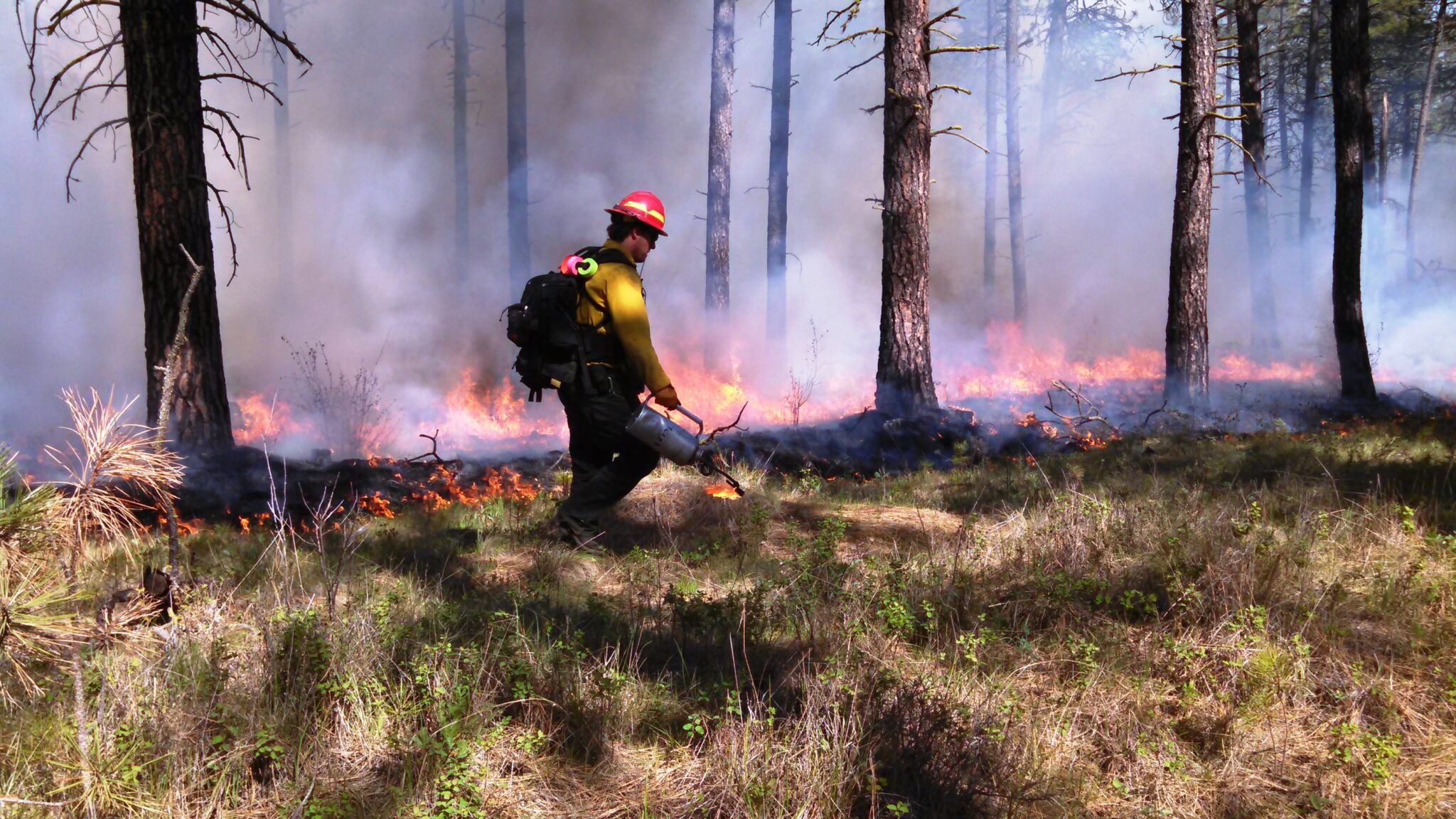 Forest Fire Control Management And Prevention
