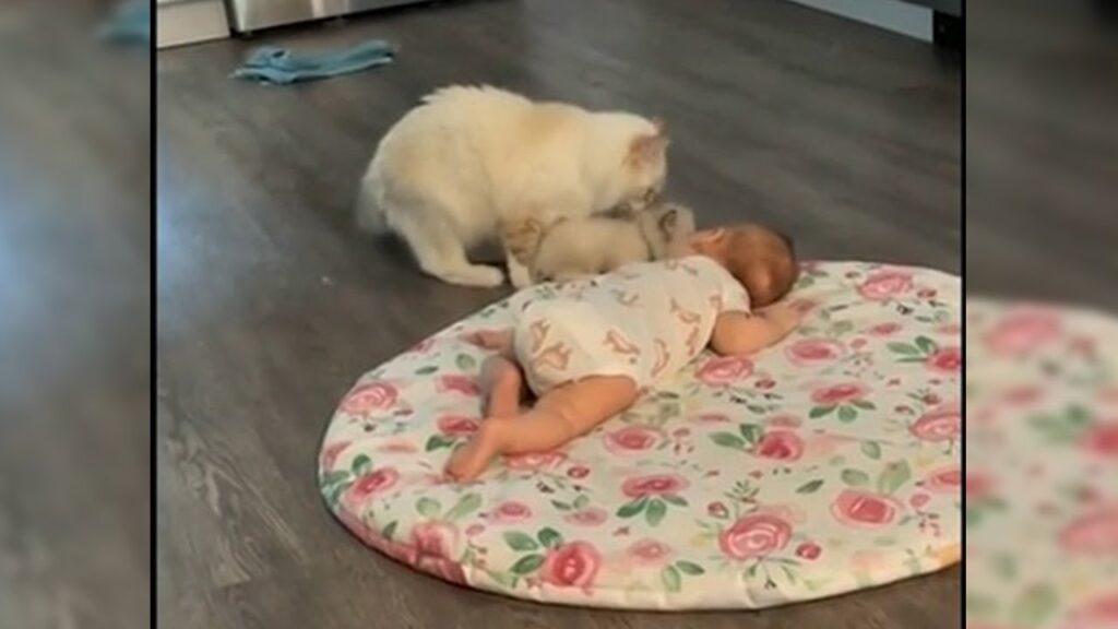 Mother cat tries to introduce kitten to family baby