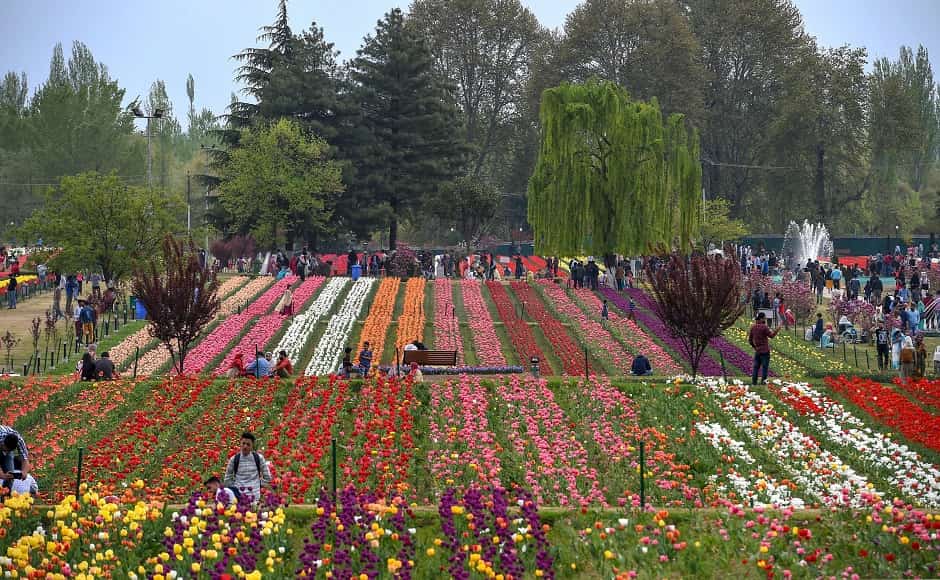 Tulip garden opens for tourists in Kashmir