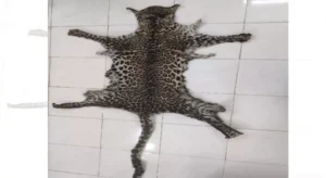 STF apprehend a wildlife criminal from Kandhamal