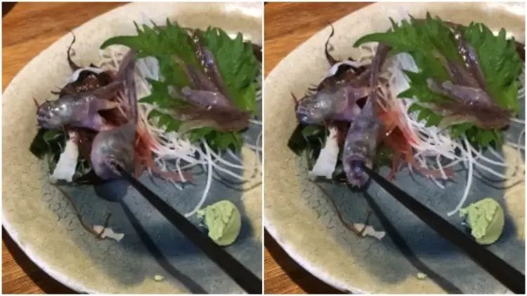 fish served on plate opens its mouth and grabs chopstick at japanese restaurant