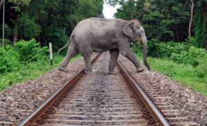 ECoR's Elephant-Saving Intrusion Detection System Soon