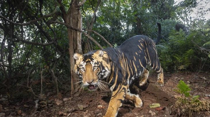 Melanistic Tiger Safari Near Similipal Reserve Soon
