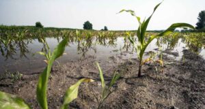 62nd State Level Co-ordination Committee on Crop Insurance Held