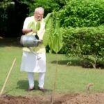 PM Modi plants Kadamb sapling gifted by King Charles on his birthday