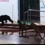 Bear enters Primary Health Center premises, Video goes on viral